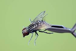 Мушка универсальная Саркофага, кр. Hayabusa №16 Мушка универсальная Саркофага, кр. Hayabusa №16