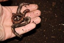 Червь Дендробена 30гр в пластике Червь Дендробена 30гр в пластике