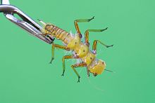 Нимфа Веснянка голд кр. Kamasan № 14 Нимфа Веснянка голд кр. Kamasan № 14