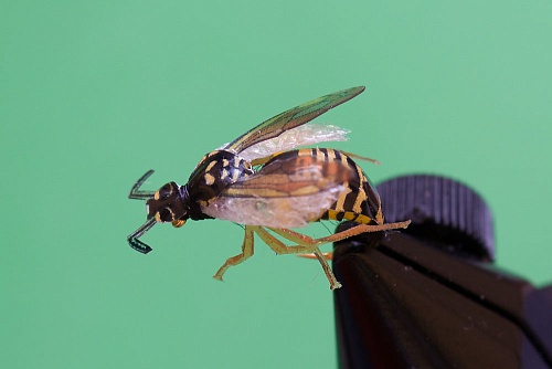 Мушка сухая Оса №14 (Kamasan) Мушка сухая Оса №14 (Kamasan)