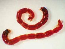 Мотыль фасованный, 10гр Мотыль фасованный, 10гр