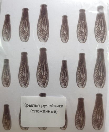 Крылышки ручейника (сложенные), уп. Крылышки ручейника (сложенные), уп.
